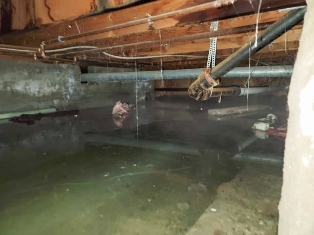 Best Flooded house restoration  in Shelbyville, IN